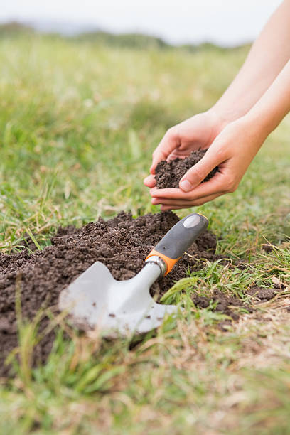 istock Woman planting in a field 471258322