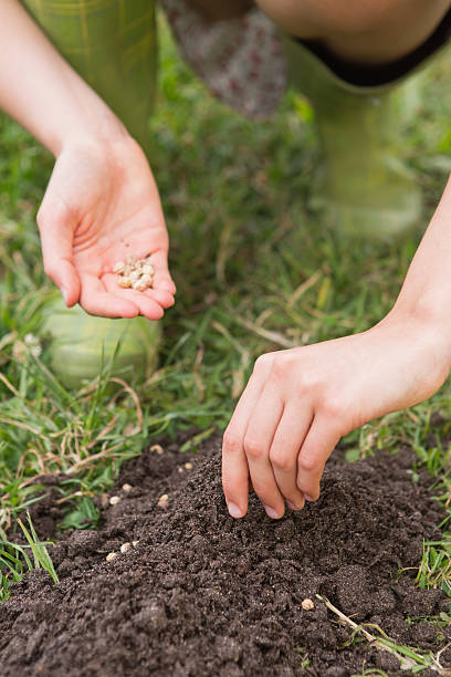 istock Woman planting in a field 471258382