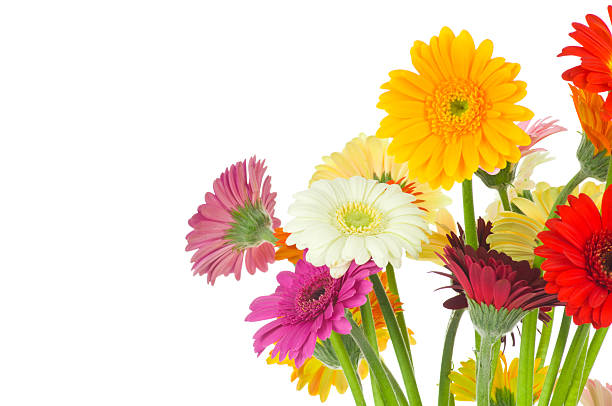 istock Mix of gerber flowers 471259018