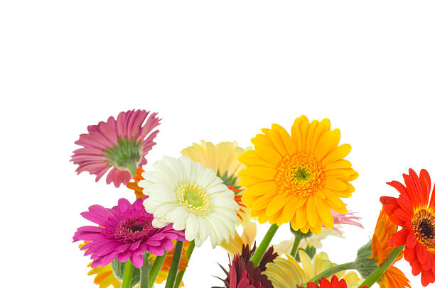 istock Mix of gerber flowers 471259028