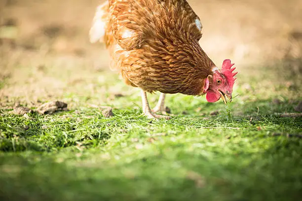 Photo of Single hen in a farmyard pecking the grass