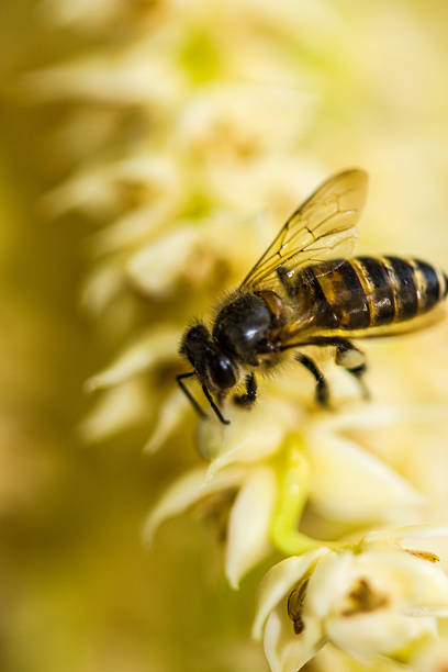 istock Little bee on betel plam flower 471259192