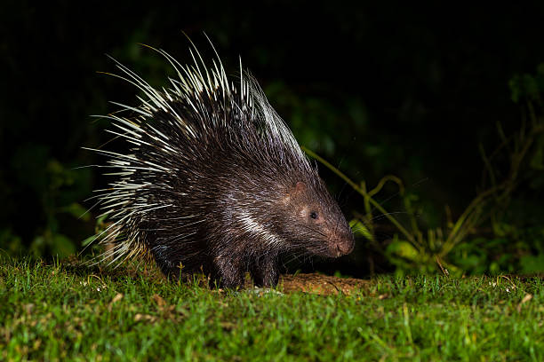 istock Nocturnal animals Malayan porcupine 471259256