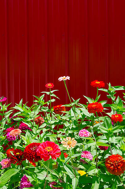 istock Zinnias in Full Bloom Against a Bright Red Barn 471259318