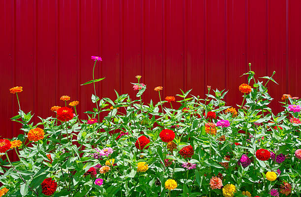 istock Zinnias in Full Bloom Against a Bright Red Barn 471259326