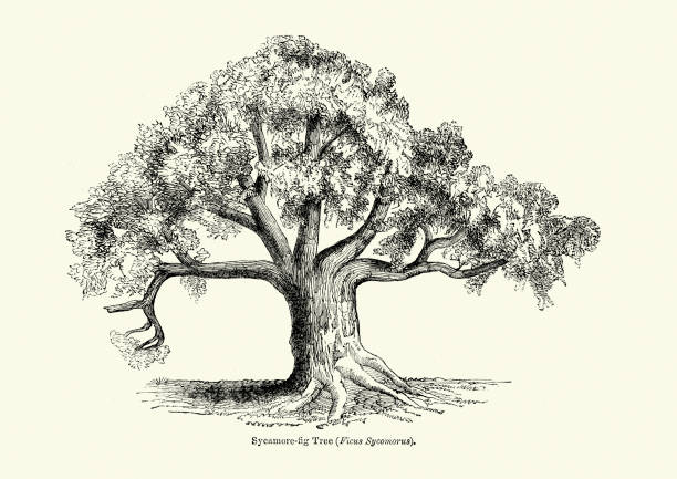 Ficus sycomorus - Sycamore Fig Tree Vintage engraving of a Sycamore Fig Tree (Ficus sycomorus). Ficus sycomorus, called the sycamore fig or the fig-mulberry, sycamore, or sycomore, is a fig species that has been cultivated since ancient times. sycamore tree stock illustrations