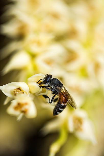 istock Little bee on betel plam flower 471259494
