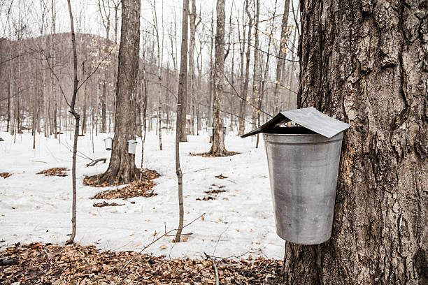 cubos de bosque de arce savia en los árboles - maple syrup sugar shack fotografías e imágenes de stock