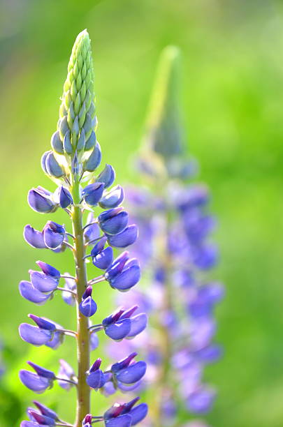 istock beautiful lupine flowers on a meadow 471259986