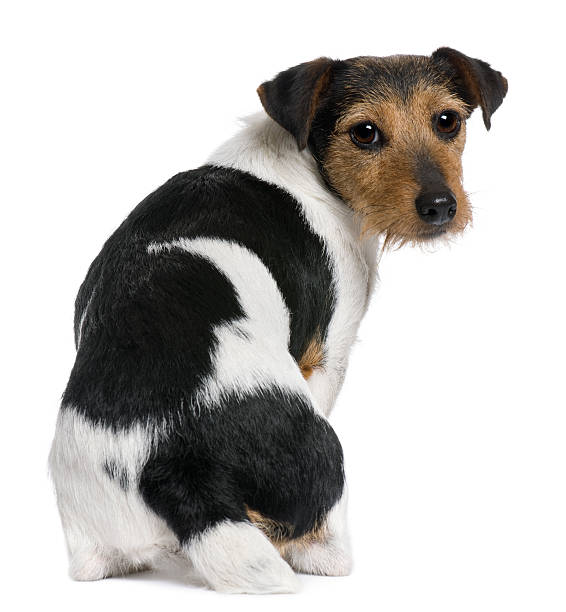 istock Rear view of Jack Russell Terrier looking back 471260297