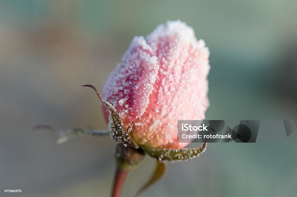 Rose Rose in november with hoarfrost. Autumn Stock Photo