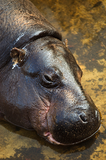 Pygmy hippopotamus portrait resting on water. 