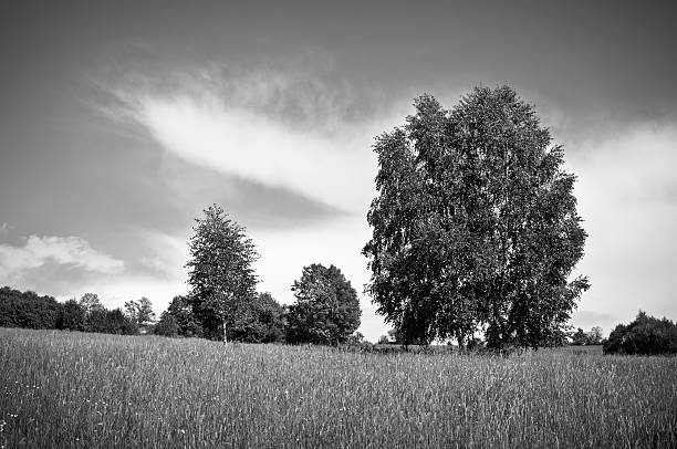istock Hill panorama in black and white 471261235