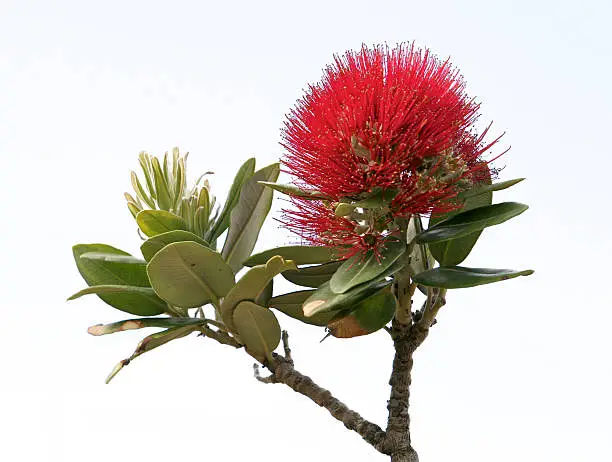 Photo of Pohutukawa flower - Isolated