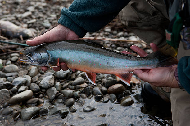 istock Arctic Char Caught Fly-fishing in Alaska 471261679