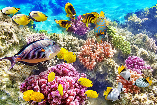 istock Underwater world with corals and tropical fish. 471262078