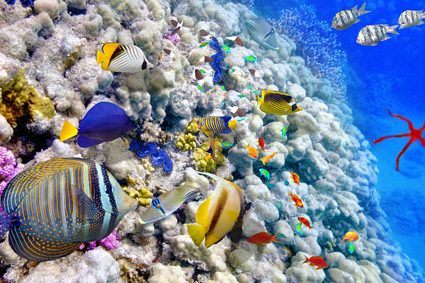 istock Underwater world with corals and tropical fish. 471262088