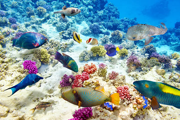 istock Underwater world with corals and tropical fish. 471262094