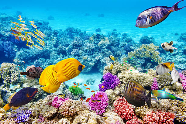 istock Underwater world with corals and tropical fish. 471262100