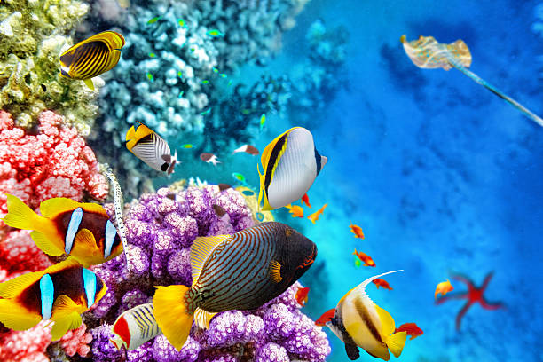 istock Underwater world with corals and tropical fish. 471262106