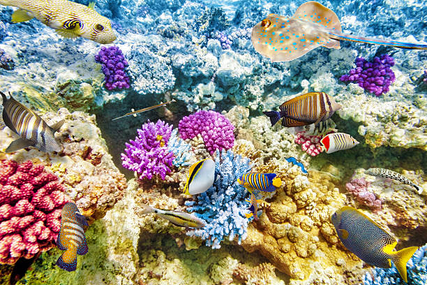 istock Underwater world with corals and tropical fish. 471262112