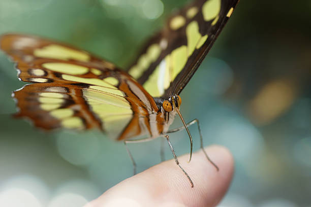istock Yellow and brown butterfly on finger, bokeh light 471262446