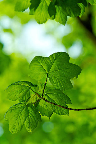 fresh green sycamore leaves just as they are unfurling. Image composed to include a \