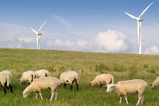 istock Windpower plant windmills with sheep 471262761
