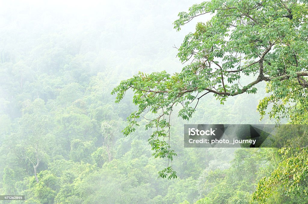 Misty forest en parque nacional de Khao Yai - Foto de stock de Tope de los árboles libre de derechos