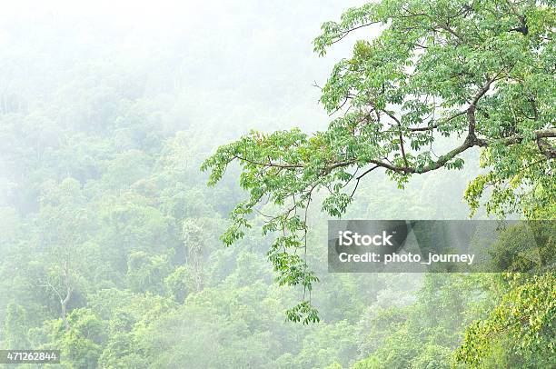 Misty Forest En Parque Nacional De Khao Yai Foto de stock y más banco de imágenes de Tope de los árboles - Tope de los árboles, 2015, Aire libre