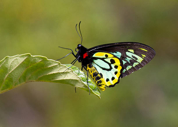 istock Richmond Birdwing Butterfly on leaf 471263168