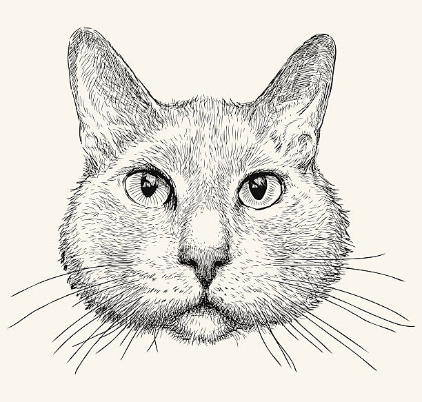 istock portrait of domestic cat 471263408