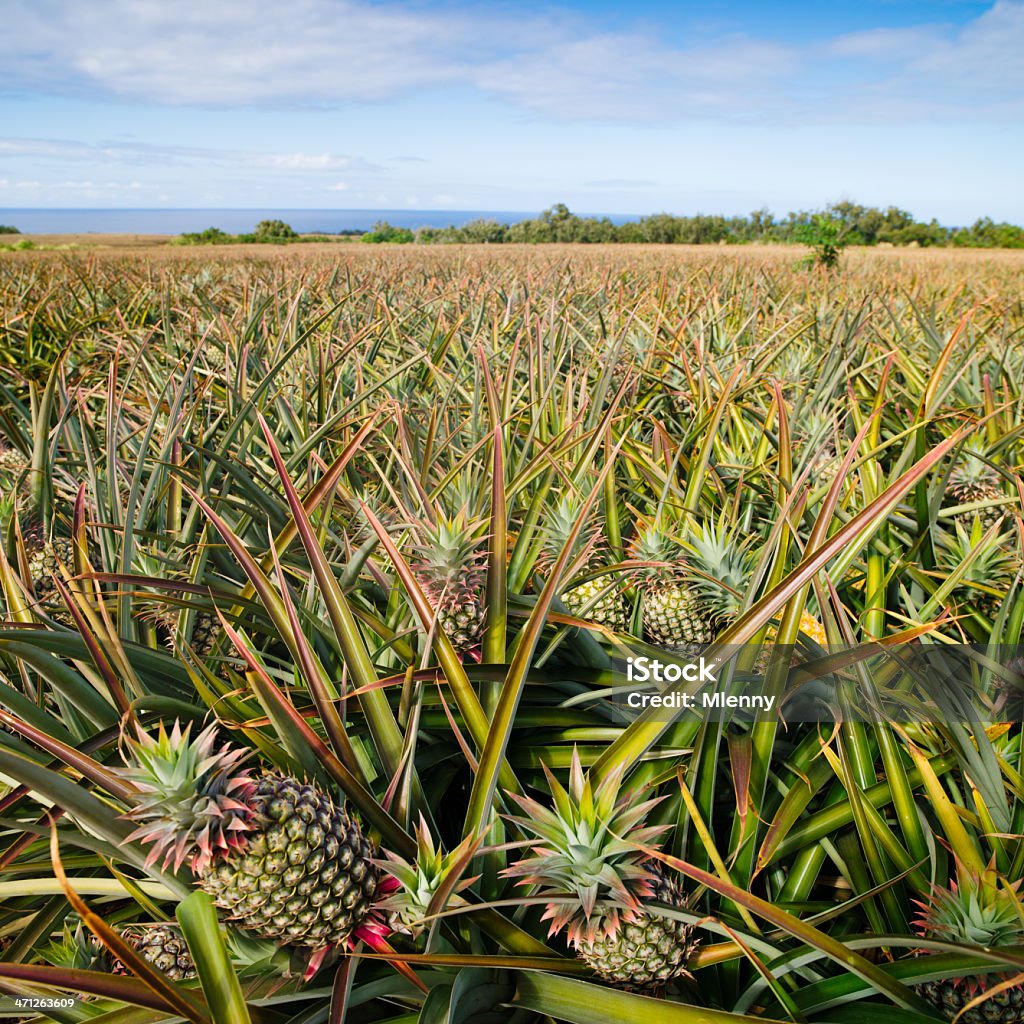 Abacaxi agricultura Plantation - Foto de stock de Abacaxi royalty-free
