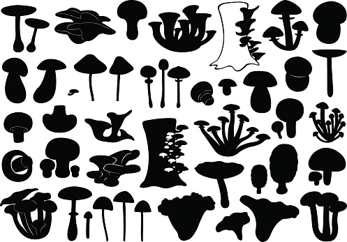 Set of different mushrooms isolated