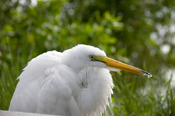 Bird7 stock photo