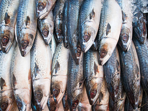 Mackerel fish in market