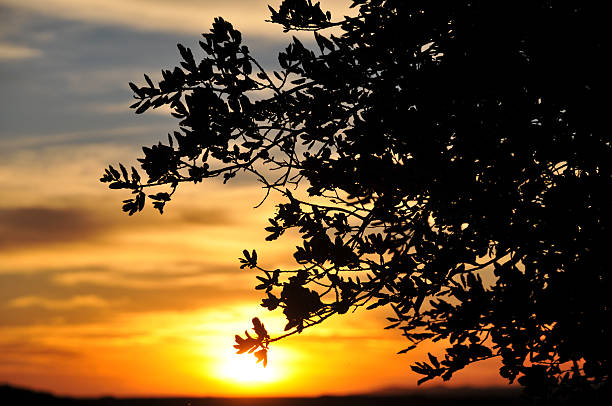 Silhouette of Tree Leaves at Sunset stock photo