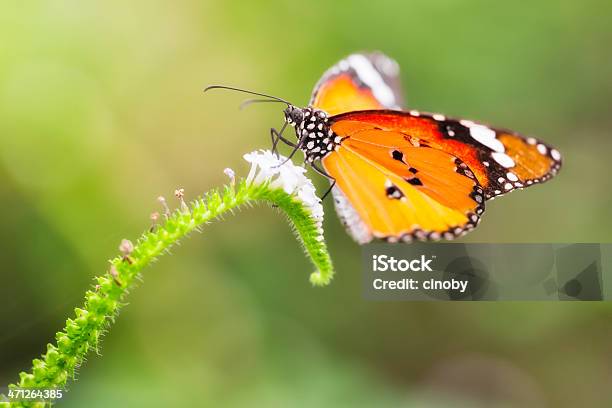 Plain Tiger Danaus Chrysippus Stock Photo - Download Image Now