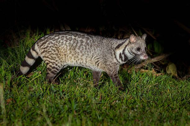 야행성 동물들을 관찰하기에 대형 인도어 civet 스톡 사진