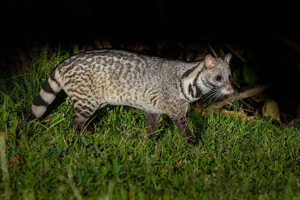 Nocturnal animals Large indian civet (Viverra zibetha) finding food in nature in the night at Kaengkracharn national park,Thailand