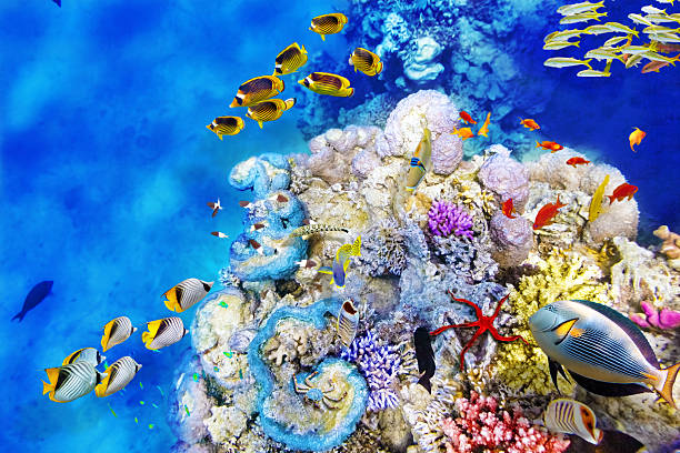 istock Underwater world with corals and tropical fish. 471264604