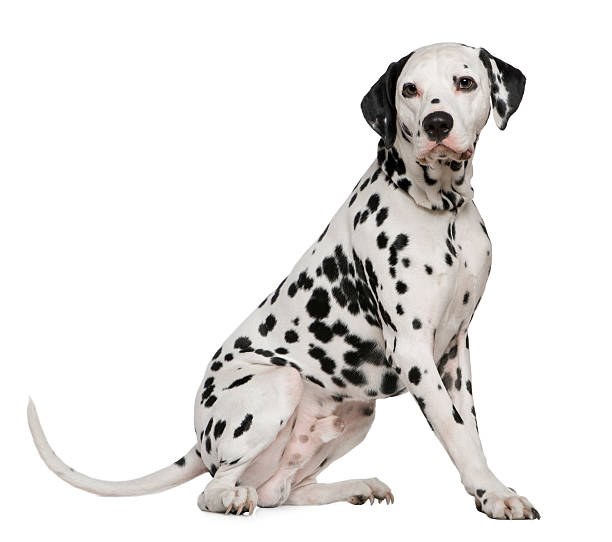 istock Side view of Dalmatian, 4 years old, sitting. 471265609