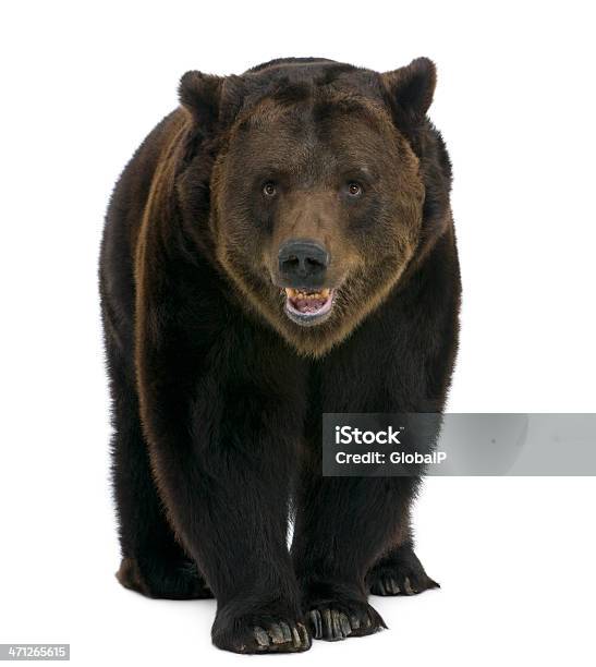뷰 시베리아 큰곰 12세 걷기 곰에 대한 스톡 사진 및 기타 이미지 - 곰, 흰색 배경, 컷아웃 - iStock