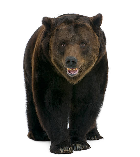 Front view of Siberian Brown Bear, 12 years old, walking.