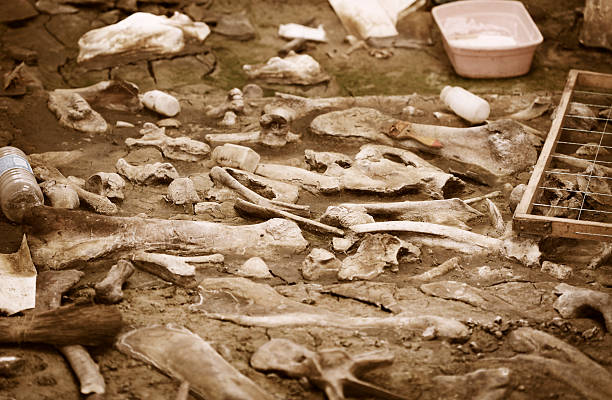 Dinosaur fossil simulator excavation in sand for education and learning