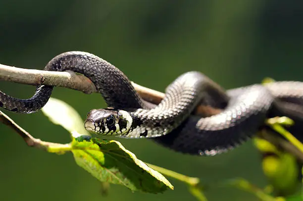 Close up of a  Grass Snake