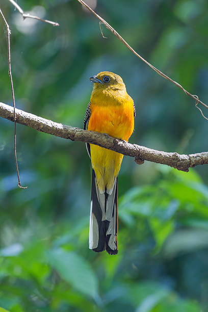 istock Portrait of Orange-breasted Trogon 471267124