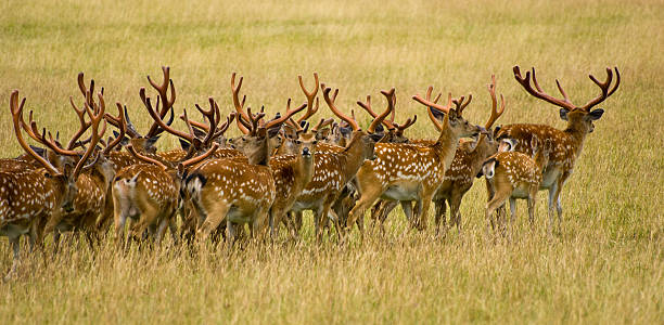 istock Chital or Axis deer herd walking away 471267473