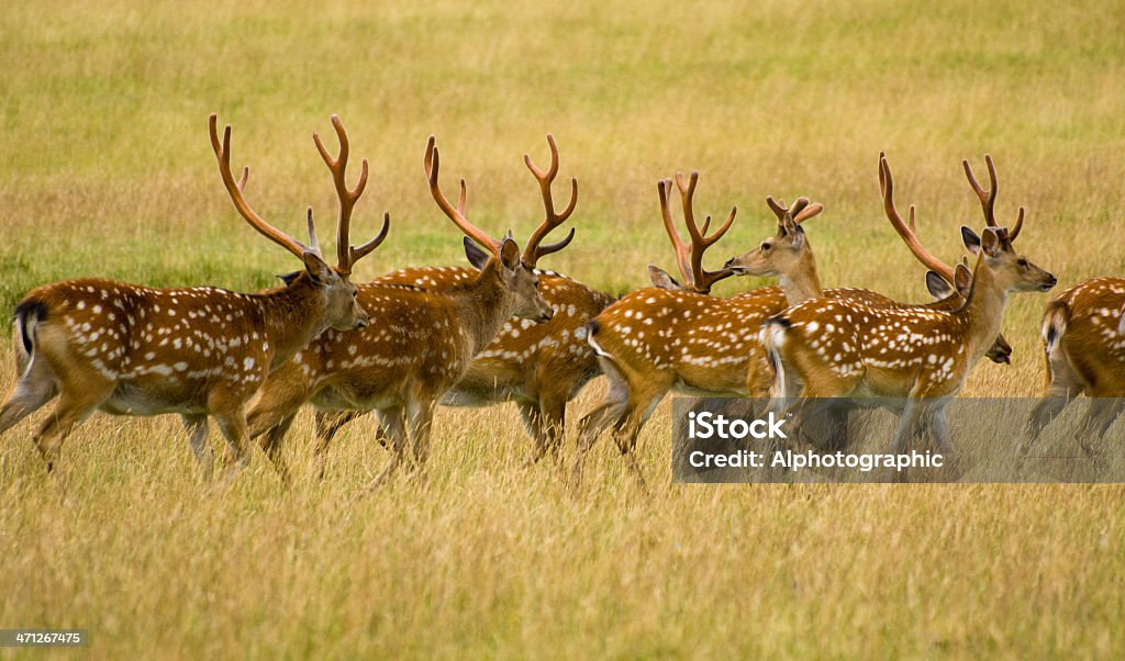 Chital or Axis deer herd A herd of Chital or Axis deer seen between walking across shot. Alertness Stock Photo