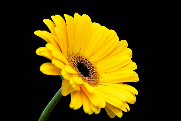 istock Beautiful gerbera flower on black background 471267580